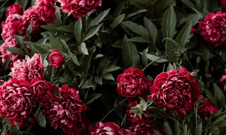 Bunga Ruellia tanaman hias yang kaya Manfaat